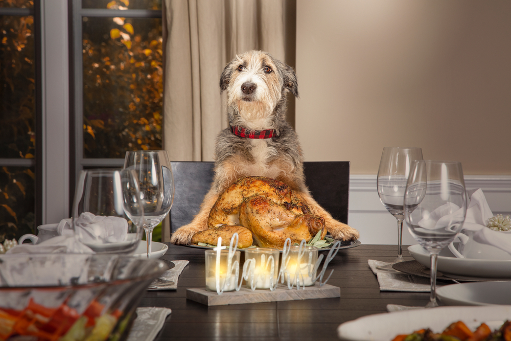 Funny dog sitting at the head of a formal dining table like a member of the family