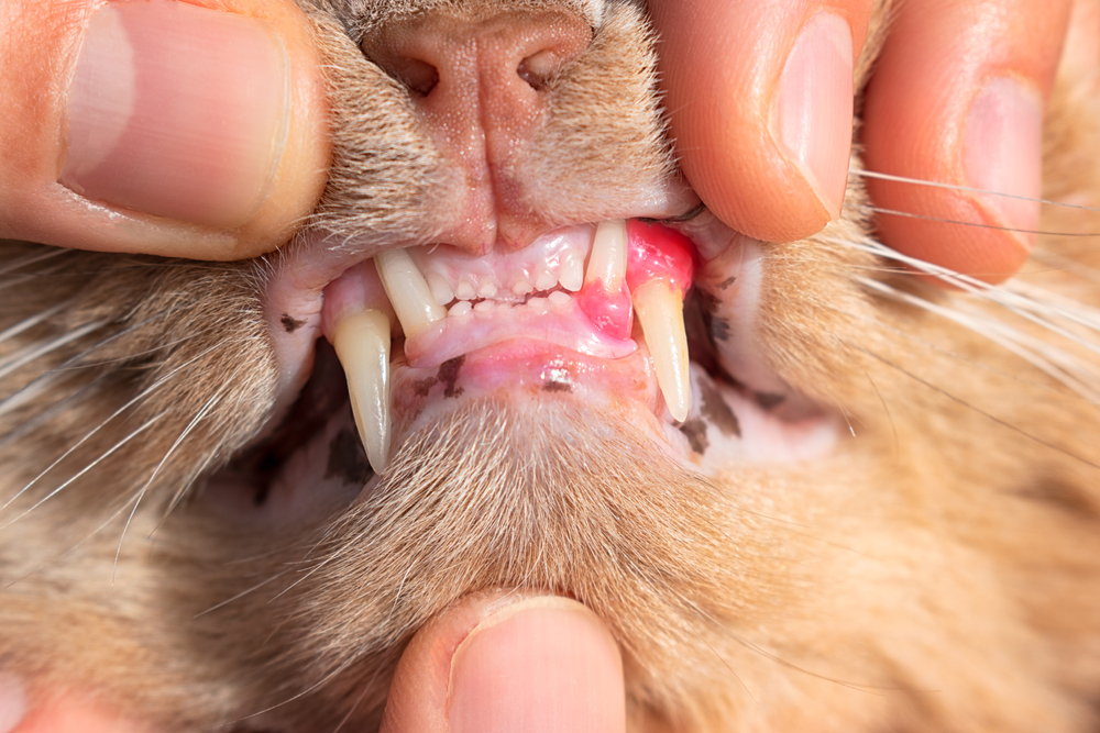 Cat with red, swollen, inflamed gums and tooth resorption requiring veterinary dental care