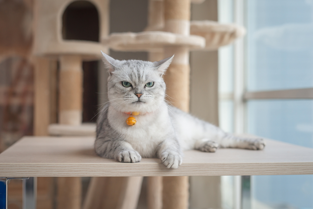 Angry cat lying on wooden table — recognizing stressed pet behavior during veterinary visits