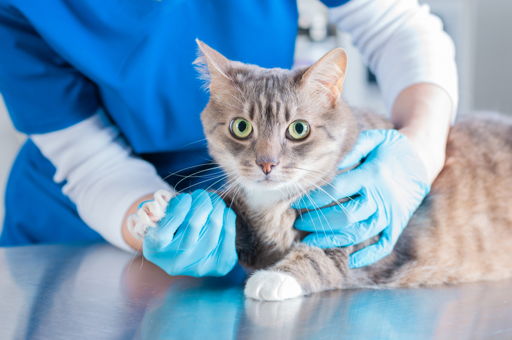 Veterinarian gently examining a beautiful cat during a routine veterinary checkup