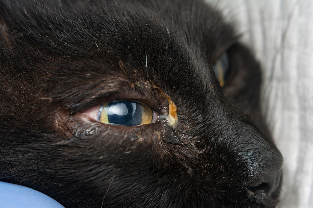 Adult cat with herpesvirus infection showing purulent conjunctivitis and eye discharge