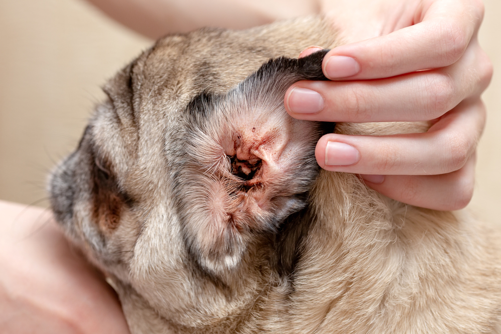 Close-up of a dog's dirty, infected ear — signs of canine ear disease requiring veterinary treatment