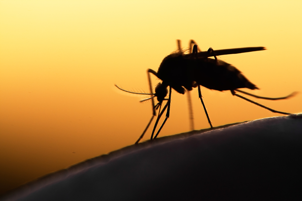 Mosquito feeding on human skin at sunset — pet owners in Elgin IL should protect pets from mosquito-borne parasites