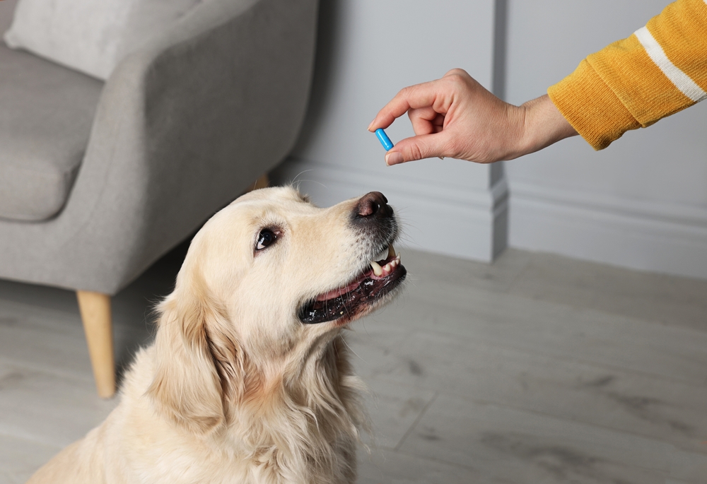 Woman giving a pill or vitamin supplement to her dog at home as part of pet care