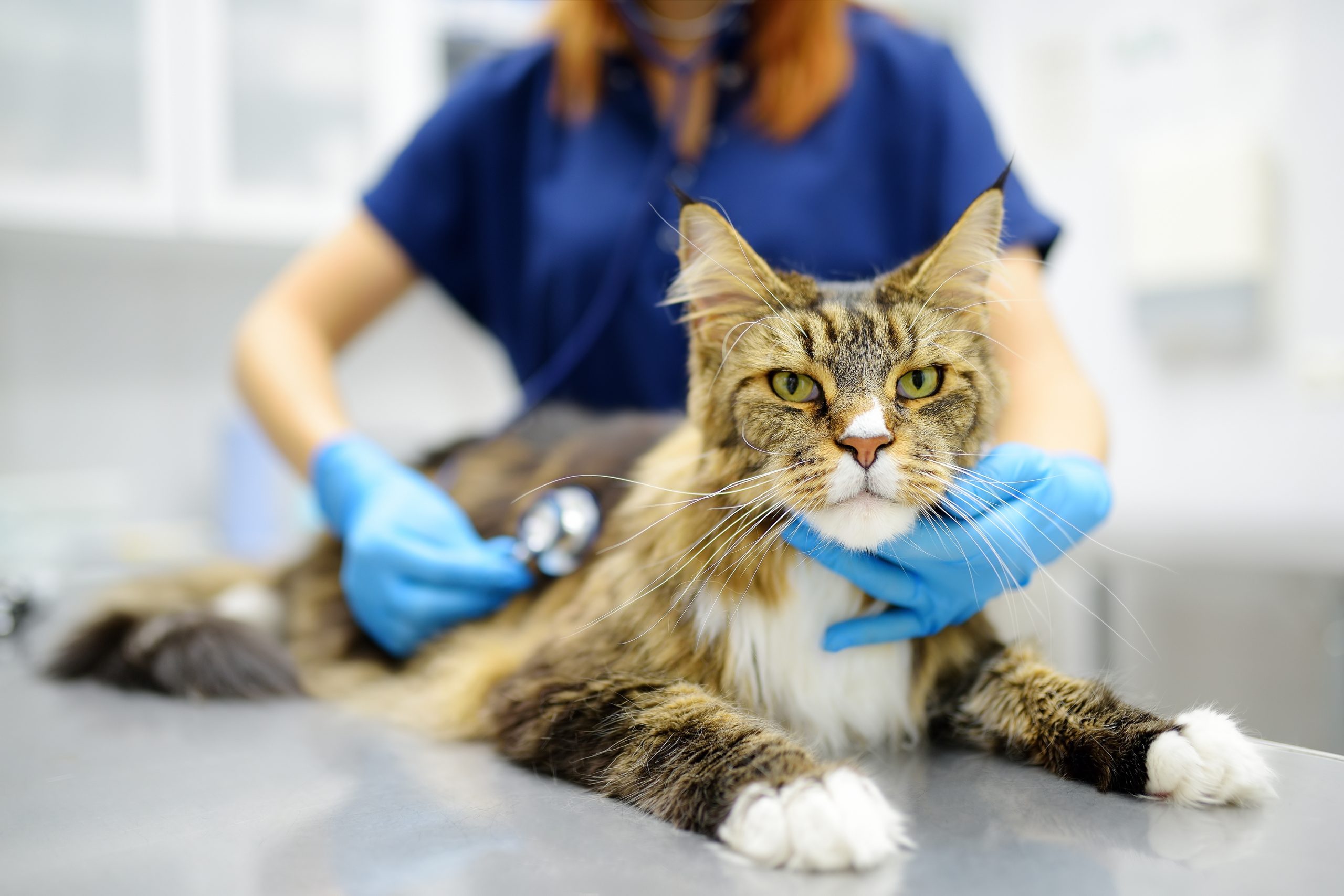 Veterinarian examining a Maine Coon cat at a veterinary clinic
