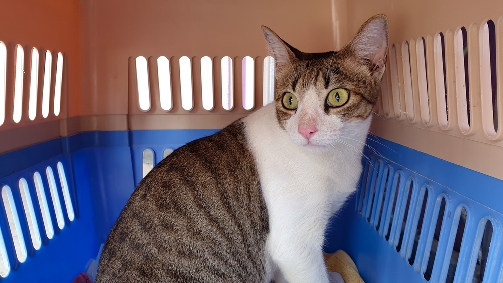 Adorable tabby cat resting comfortably inside a pet carrier during veterinary transport