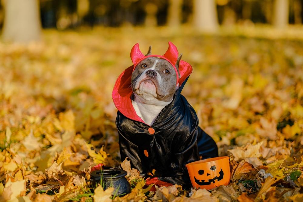 American Bully dog dressed in a festive Halloween costume for pet holiday celebration