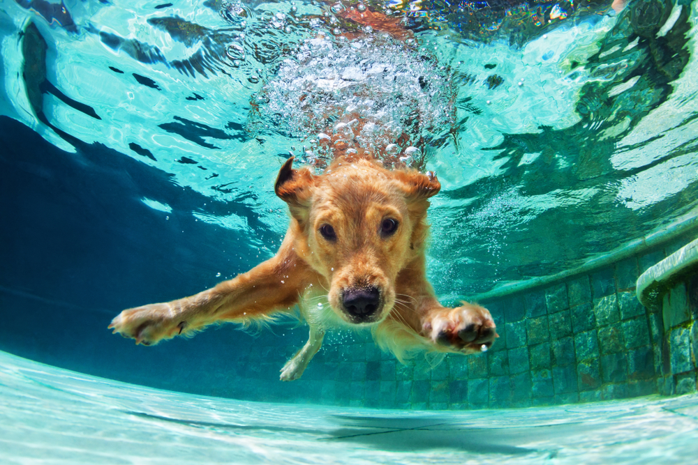 Underwater photo of playful Golden Labrador Retriever puppy swimming — happy healthy dog pet care
